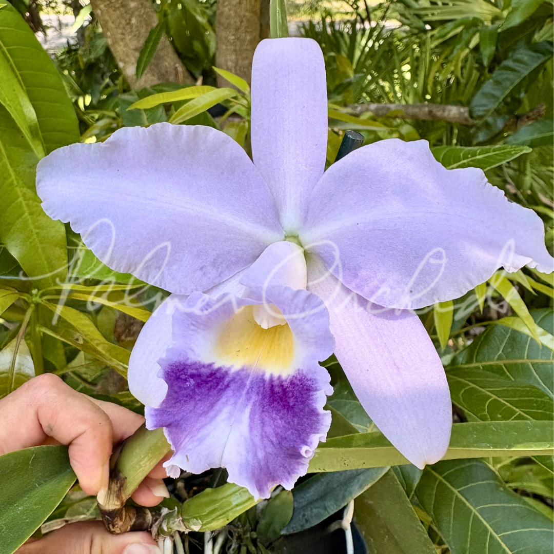 Pcv. Key Lime Stars — Palmer Orchids
